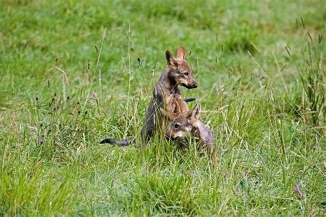 Iberian wolf Stock Photos, Royalty Free Iberian wolf Images | Depositphotos