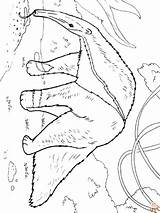 Oso hormiguero Para Colorear  Imprimible Y Gratis Niños sketch template