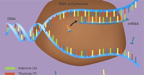 Prix Nobel de chimie 2006 : travaux sur les bases moléculaires de la transcription des gènes ...