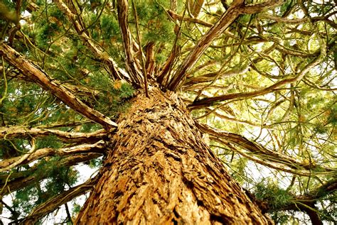 Free old cypress tree Stock Photo - FreeImages.com