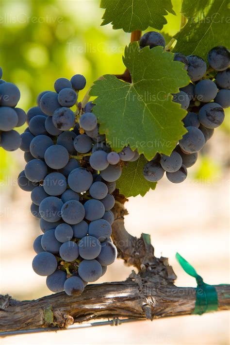 Image: Ripe cabernet franc grape clusters on the vine High-Res Stock Photo - TrellisCreative.com