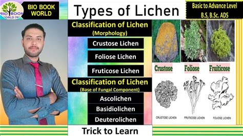 Types of Lichens | Classification of Lichen | Crustose lichen | Foliose | Fruticose | Trick to ...