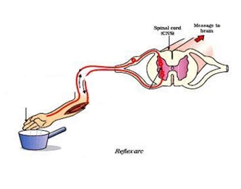 Reflex Action Quiz