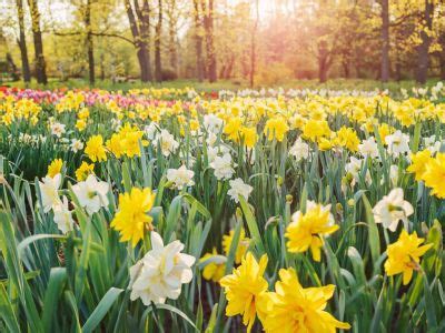 Daffodil Fertilizer - How, When And What To Feed Daffodil Bulbs