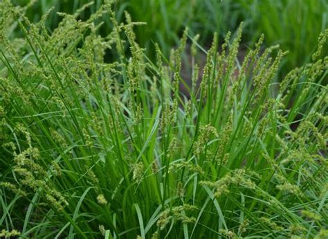 How to Grow, Use and Care for Upright Sedge Grass (Carex stricta) - Agric4Profits