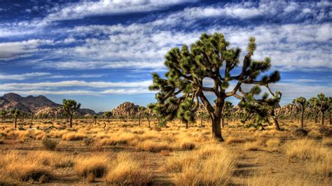 81 Joshua Tree National Park HD Wallpapers | Backgrounds - Wallpaper Abyss - Page 2