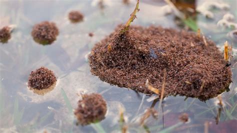 The Scary Truth About Floating Ant Piles