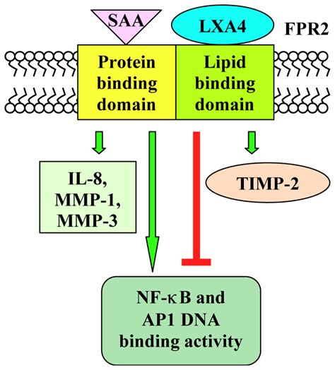 IJMS | Free Full-Text | Distinct Signaling Cascades Elicited by Different Formyl Peptide ...