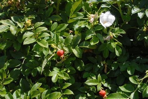 Rosa rugosa (Beach Tomato, Japanese Rose, Rugosa Rose, Seaside Rose, Sea Tomato, Shrub Rose ...