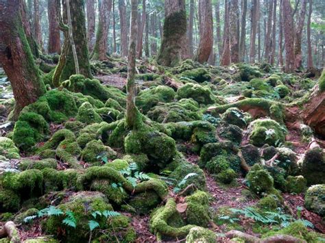 Aokigahara Forest: A Perfect Place to Die