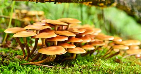 What Is a Mushroom? Everything You Need to Know About Edible Fungi