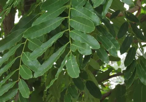 Khaya senegalensis leaves | Download Scientific Diagram