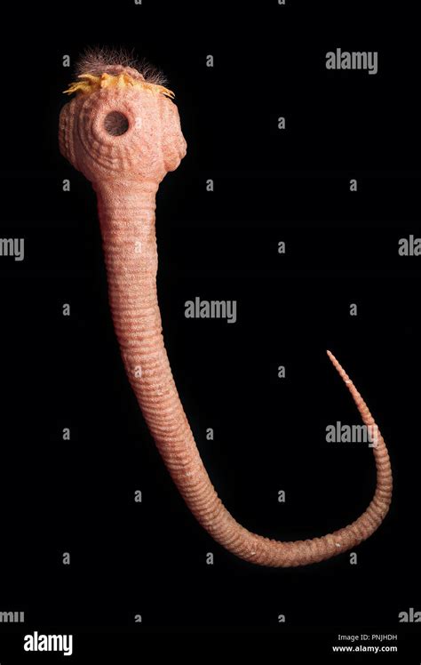 Detailed tapeworm under the microscope-3d rendering Stock Photo - Alamy