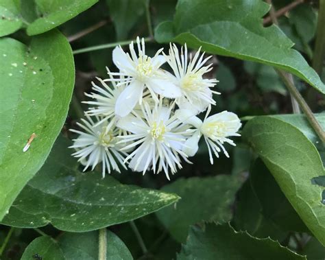 Old Man’s Beard (Clematis vitalba) - Tualatin Soil and Water Conservation District