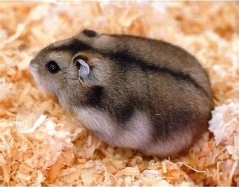 Hamster Chinês Filhote Passo No Cartão | Mercado Livre