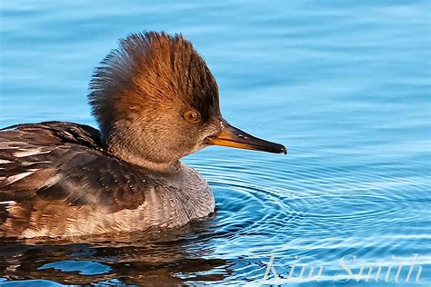 Hooded Merganser ducklings | Kim Smith Films