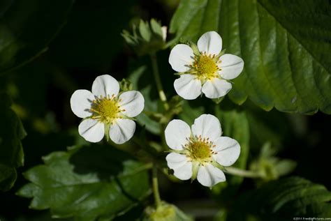 Strawberry Flower