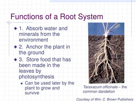 PPT - Understanding Root Anatomy PowerPoint Presentation, free download - ID:1815882