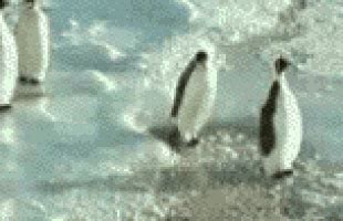 Penguin GIFs - Find & Share on GIPHY