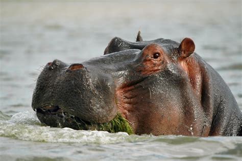 Hippopotamus Feeding - Hippopotamus Facts and Information