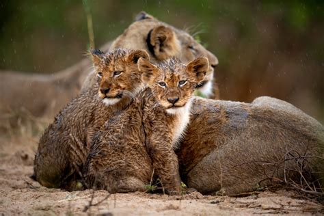 Singita Joins Leading Ecotourism Operators to Launch the Lionscape ...