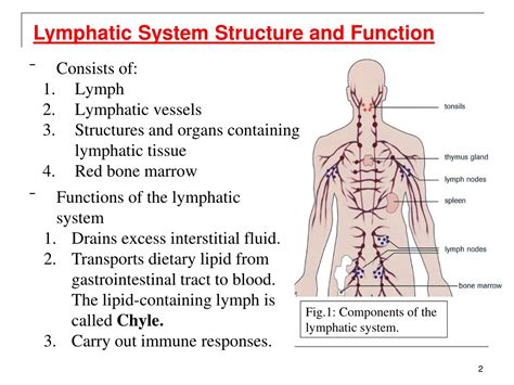 PPT - The Lymphatic System PowerPoint Presentation, free download - ID:375625