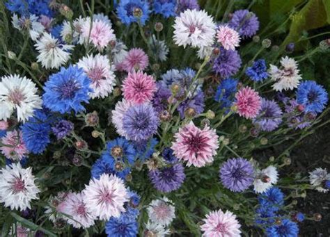 Centaurea cyanus mix 200 seeds | Etsy