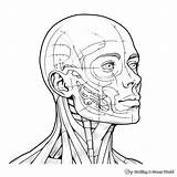 Head Coloring Pages  Free & Printable sketch template