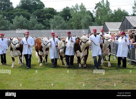 Hereford cattle hi-res stock photography and images - Alamy