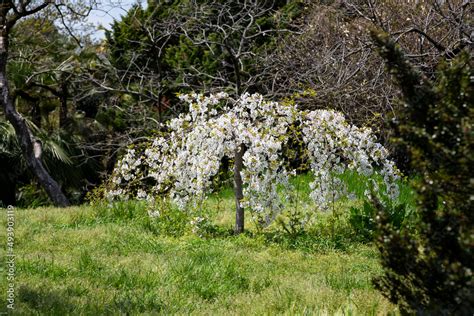 Cherry blossoms are the symbol of spring in Japan. Spring in Japan Stock Photo | Adobe Stock