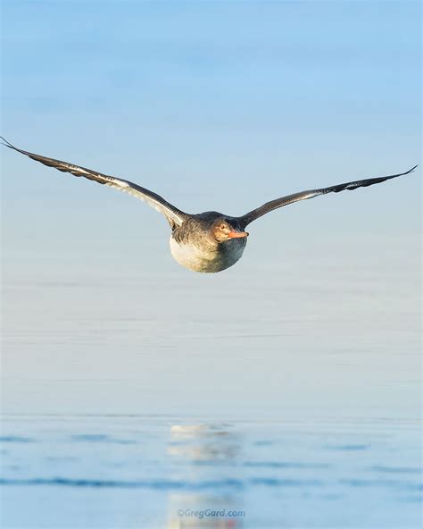 Common Merganser in-flight - New Jersey — Greg Gard