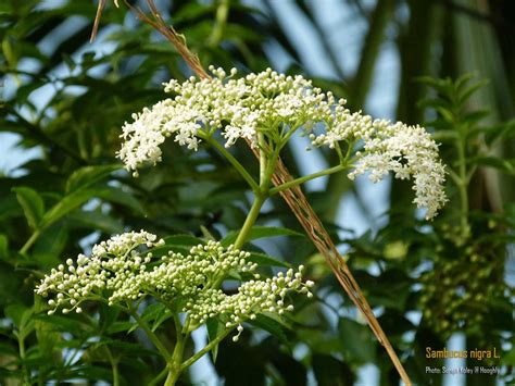 Medicinal Plants: Sambucus nigra, Sambucus mexicana, Sambucus ...