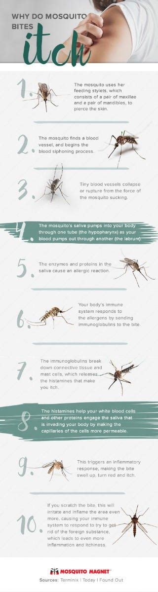 Why Mosquito Bites Itch and Natural Remedies to Stop It