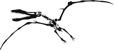 Free Dinosaur Skeleton Cliparts, Download Free Dinosaur Skeleton Cliparts png images, Free ...