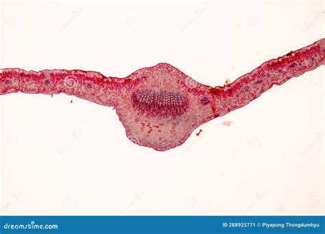 Plant Tissues Under the Microscope in the Laboratory. Stock Image - Image of text, petal: 288925771