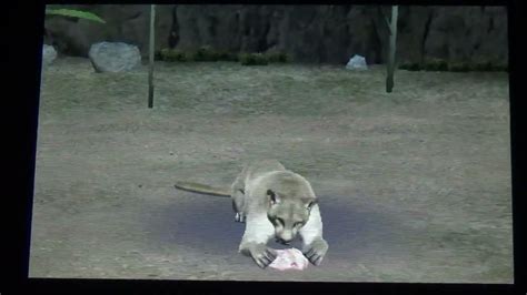 Lion feeding on Zoo Resort 3D - YouTube