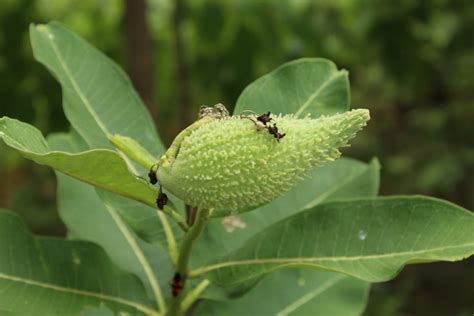 milkweed-pod – The Jackson Pathfinders