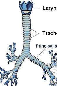 Bacterial Tracheitis — Pediatric EM Morsels