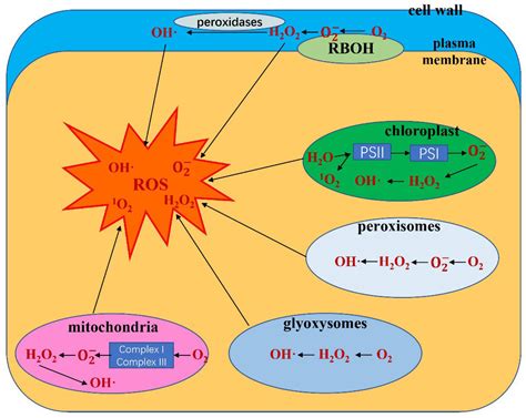 Antioxidants | Free Full-Text | Review of the Mechanisms by Which ...