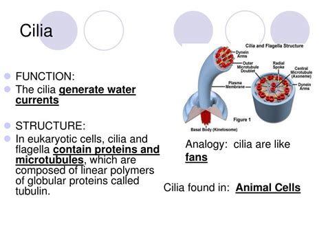 Top 150+ Function of cilia in animal cell - Merkantilaklubben.org