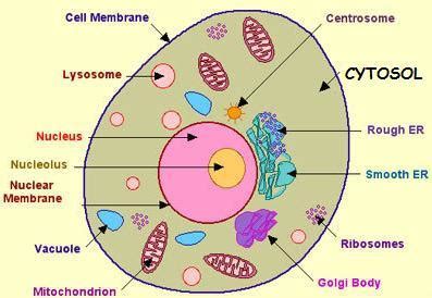 terminology - What is the cell matrix? - Biology Stack Exchange