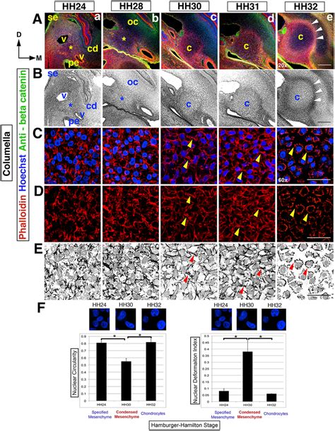 Dynamic cell shape changes reveal the timing of the columella. (Rows... | Download Scientific ...