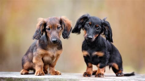 Dachshund Names: 250+ Unique Name Ideas For Your Doxe!