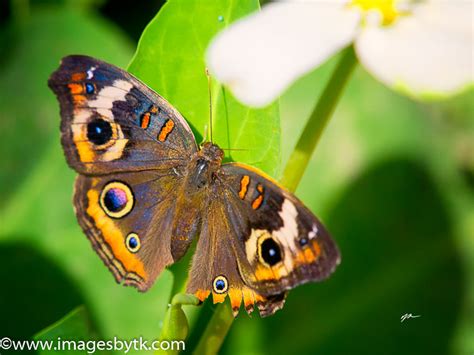 Buckeye Butterfly | T&K Images - Fine Art Photography