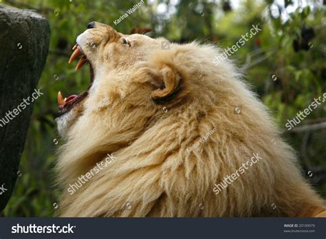 Gorgeous Male African Lion Roaring. Stock Photo 20109979 : Shutterstock