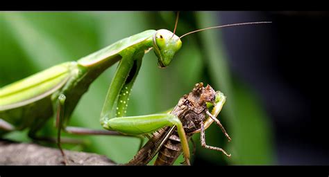 5 praying mantis facts to learn more about praying mantis