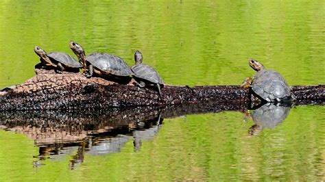 Western Pond Turtle - Santa Cruz Museum of Natural History