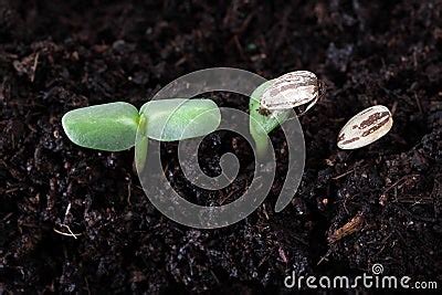 Sunflower Seed Germination Stock Photos - Image: 14753853