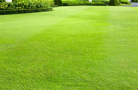 Best Manicured Lawn Stock Photos, Pictures & Royalty-Free Images - iStock