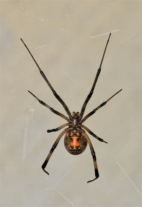 Brown Widow Spider (Latrodectus Geometricus) in Its Web in Houston, TX Underside View. Stock ...